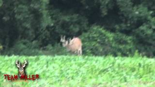 preview picture of video 'Big Ohio Buck in Velvet August 2011'