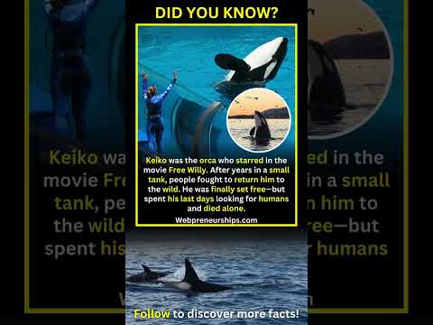 Keiko the Orca Spent His Last Days Searching for Humans