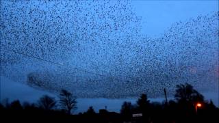 preview picture of video 'Gretna starlings'