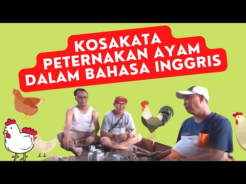 Pelajaran Bahasa Inggris: Kosakata Peternakan Ayam (Lokasi Peternakan Mars Timothy Farm Selaba)