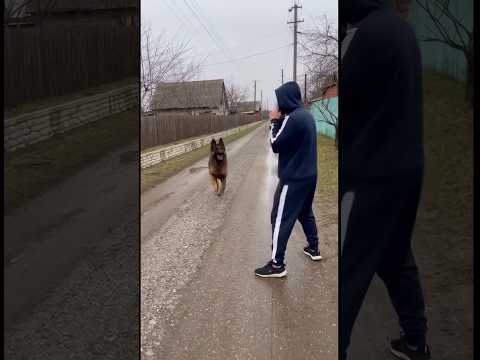 Боксер не растерялся перед собакой! #shorts #tiktok #top
