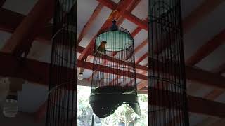 Download lagu Pancingan Masteran Lovebird Fighter Dakori mp3