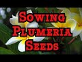 Best way to Sow Plumeria Frangipani seeds: Tips for Checking Viability and get fast germination