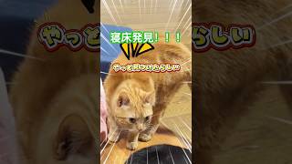it's a cat.猫です！寝床が見つからないうちの猫。#cat #ねこ#猫#茶トラ#保護猫#shorts #cute #comedy #多頭飼い
