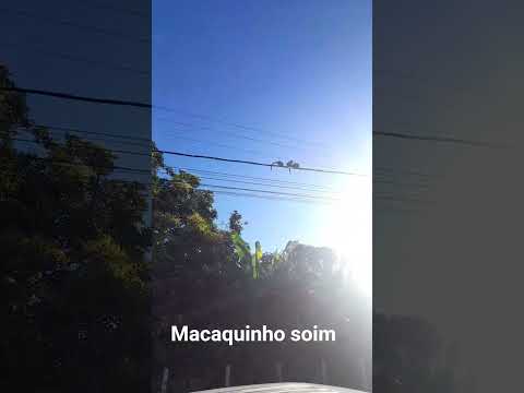 macaquinho soim assim chamamos aqui na cidade de São Benedito Ceará