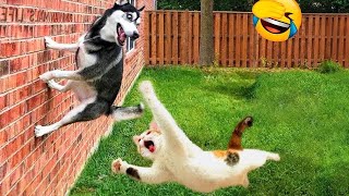 Funniest Cats and Dogs 2024 🐶 You Laugh You Lose 😍  Part 78