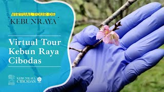 Download lagu Virtual Tour de Kebun Raya Cibodas mp3