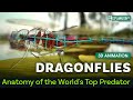Dragonflies Anatomy Of The World S Top Predator 3D Animation