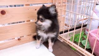 ハーフ犬の動画02