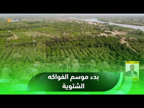 شاهد بالفيديو.. صلاح الدين.. بدء موسم الفواكه الشتوية بعد انتهاء موسم الرمان في مدن المحافظة