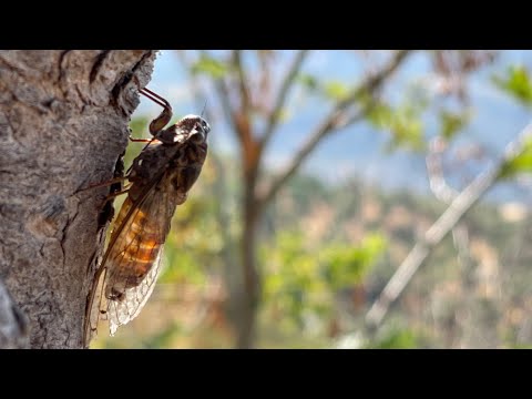Crete, Greece 4K 60fps - Cicadas Orchestra in Olive Groves