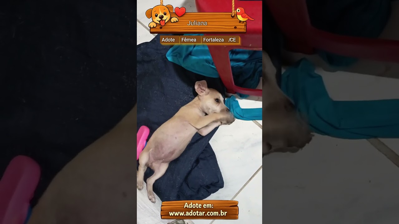 Cachorro raça SRD-ViraLata idade 2 a 6 meses nome Juliana