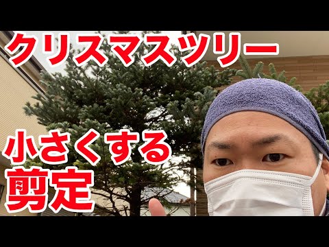 鉢植えのクリスマスツリー:役立つかどうか? トピックス