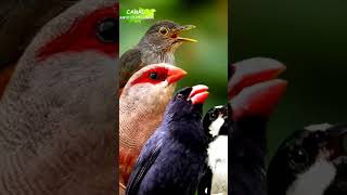 Canto dos Pássaros ao Amanhecer! #shorts