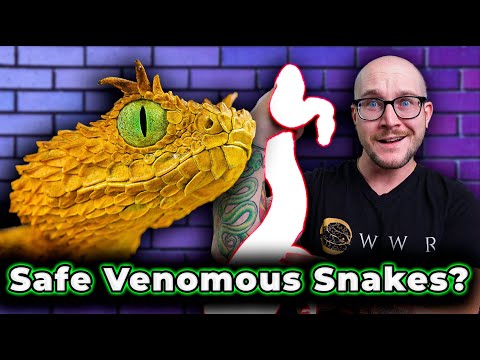 Top 5 SAFEST Venomous Snakes As Pets!