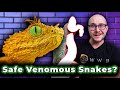 Top 5 SAFEST Venomous Snakes As Pets!