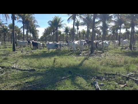 1559- Sítio com 36 hectares em Quissamã/RJ