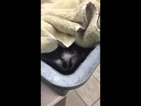 Christian. Bleeding mouth cat at vets (Rodent ulcers)