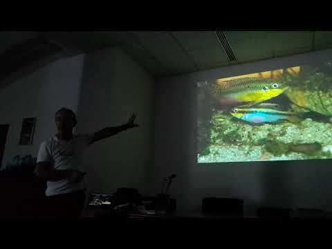 , title : 'Cichlids of the genus PELVICACHROMIS Anton Lamboj|Cichlids|Pelvicachromis|Ciclidi dell'Ovest Africa'