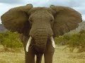 Nature Voices Elephant Trumpeting