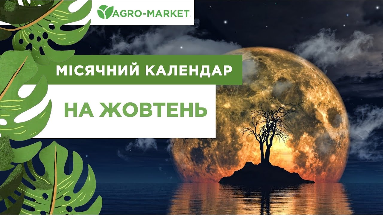 YouTube video preview