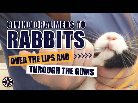 Giving Oral Medications to a Rabbit