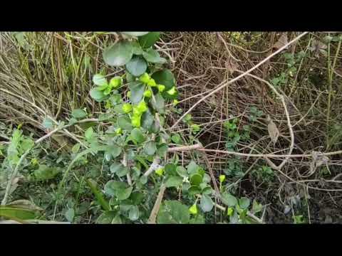 Maytenus emarginatus, Baincho, a medical plant of Odisha, Dr. Sanjeet Kumar, #medicinalplant #odisha