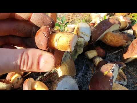 Późnojesienne Podgrzyby brunatne.