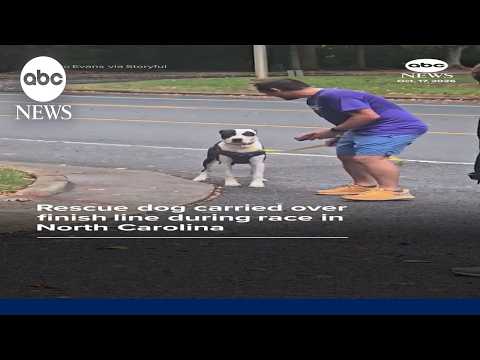 Rescue dog carried over finish line during race in North Carolina