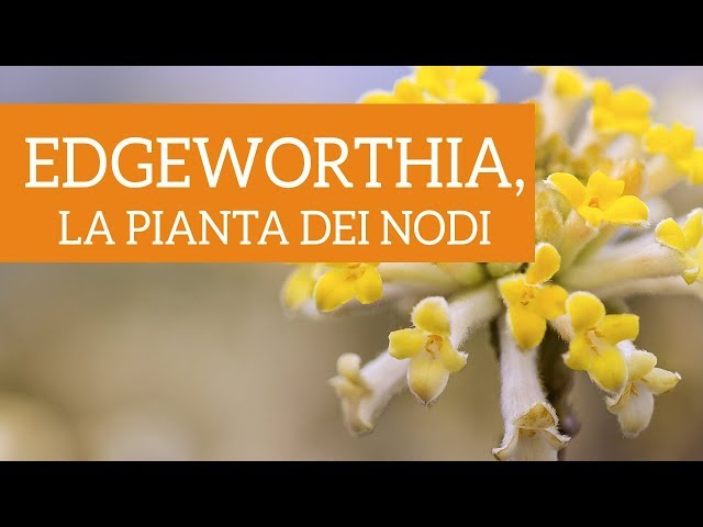 Video Pronunciation of Chrysantha in English Video Pronunciation of Chrysantha in English
