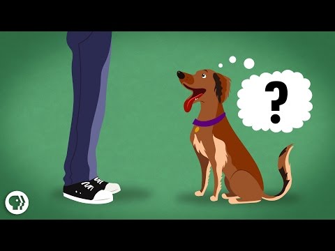 狗聽不聽得懂人話？家裡的毛孩真的知道我在想什麼嗎？Does My Dog Know What I'm Thinking?