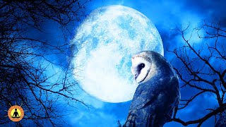 8 Hours of Peaceful Nights Sleep - Fall Asleep in Minutes! Rest Your Mind & Body | Deep Sleep Music