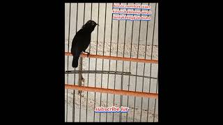 Download lagu KONIN NEMBAK ISIAN KASAR BELALANG EMAS LANJUT TENGKEK BUTO#konin#kolibrininja mp3