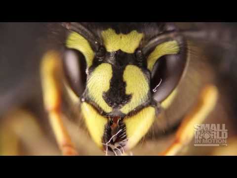 A German Wasp Awakening | 2016 Nikon Small World
