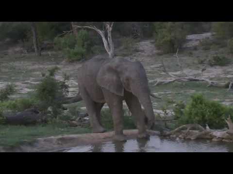 Djuma: Lone Elephant bull with missing right tusk - 19:05 - 12/25/18