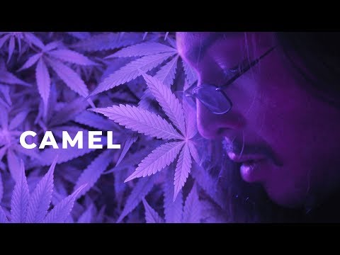 Dimomô - Camel (Prod. MK)