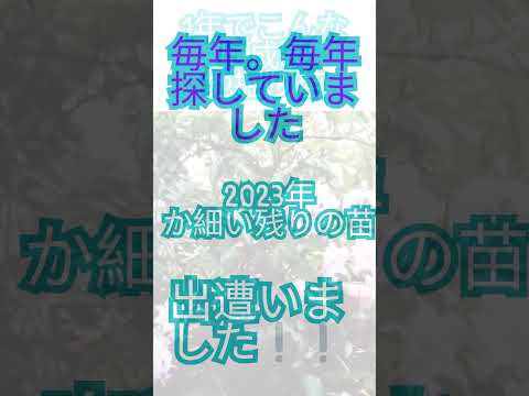 霜を恐れない鉢に入ったどのつる性の植物をあなたの家に設置する必要がありますか？あなたにおすすめのトップ 3!  庭園