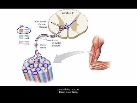 The Motor Unit and Recruitment in Skeletal Muscle