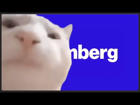 Cat Vibing to Bloomberg stock filler (1 hour loop)