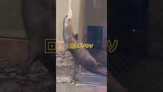 回るカワウソ