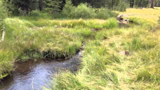 Tenkara Fishing Mountain Meadow in Northern California