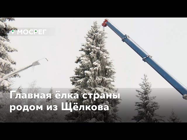 Ель Символ Нового Года Ель Символ Нового Года