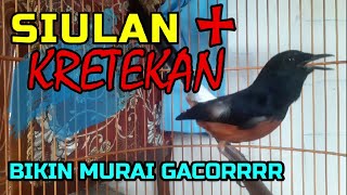 Download lagu SIULAN PLUS KRETEKAN YANG BIKIN MURAI GACOR❗❗ mp3