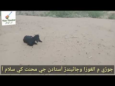 Algoza In Jori Super Hit HD Marwari Music Hd New Lajwab Video Great Algoza Hd Very Hd Music