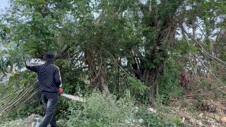 Impressive Tree Cutting Technique | Cutting Dangerous Roadside Banyan Tree