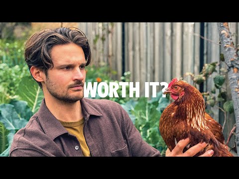 Backyard Chickens: 4 Important Lessons (Watch before you buy)