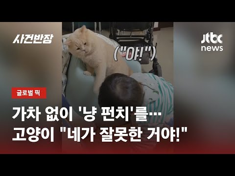 꼬맹이의 짖꿎은 장난에 못견뎌 냥이의 왕펀치~퍽!