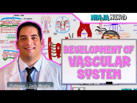 Embryology | Development of Vascular System