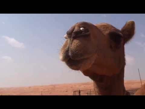 Camel spotting in Wahiba desert