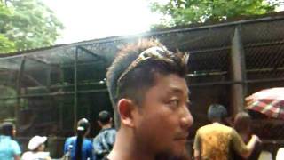 preview picture of video 'アキーラさん訪問！ミャンマー・ヤンゴン動物園1,Yangon,Myanmer'